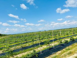 სამტრედიაში გოტინგენის უნივერსიტეტის პროფესორები და სტუდენტები ექსპედიციით იმყოფებოდნენ