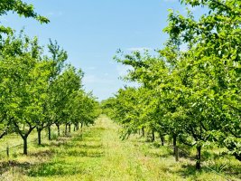 სოფლის მეურნეობის დარგის ხელშეწყობის მიზნით, სასოფლო-სამეურნეო სავარგულებამდე მისასვლელი გზების, წყალსაწრეტი არხების მოწყობა და სხვადასხვა სამუშაოები მიმდინარეობს 