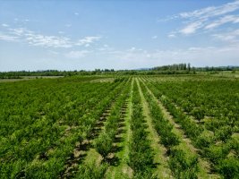 სოფლის მეურნეობის დარგის ხელშეწყობის მიზნით, სასოფლო-სამეურნეო სავარგულებამდე მისასვლელი გზების, წყალსაწრეტი არხების მოწყობა და სხვადასხვა სამუშაოები მიმდინარეობს 