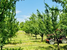 სოფლის მეურნეობის დარგის ხელშეწყობის მიზნით, სასოფლო-სამეურნეო სავარგულებამდე მისასვლელი გზების, წყალსაწრეტი არხების მოწყობა და სხვადასხვა სამუშაოები მიმდინარეობს 