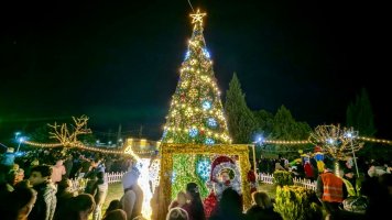 სამტრედიის  მთავარი ნაძვის ხე  საზეიმოდ აინთო