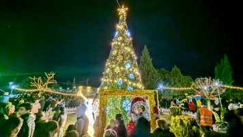 სამტრედიის  მთავარი ნაძვის ხე  საზეიმოდ აინთო